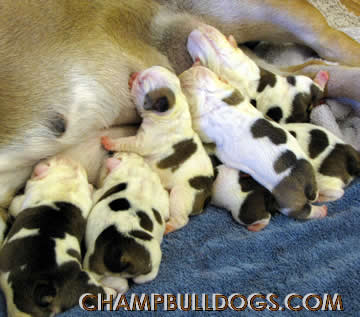 English bulldog puppies